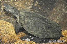 Bell’s Turtle (Nth NSW/Qld)