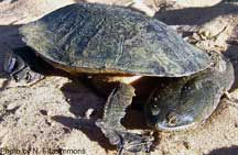 The Sandstone Snake-necked Turtle