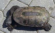 Southwestern Snake-necked Turtle