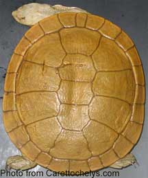 Dinner-plate Turtle