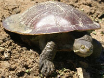 Short Neck Turtle (all states)