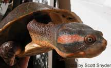Northern Red-faced Turtle (NT/WA)