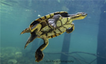 Manning/Bellinger River Turtle (NSW)