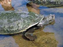 Mary River Turtle