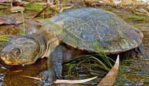 Saw-shelled Turtle (NT/QLD)
