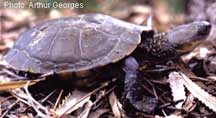 Western Swamp Turtle