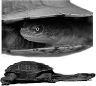 Long necked turtles