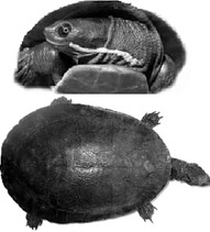 Short necked turtles